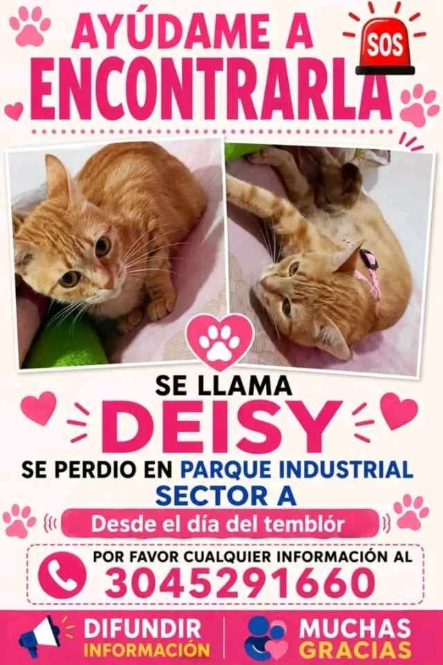Gato perdido en Pereira, Risaralda 