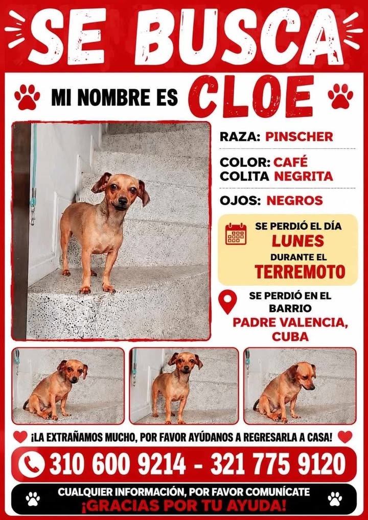 Se Busca Cloe Pinscher - Pereira, Risaralda 