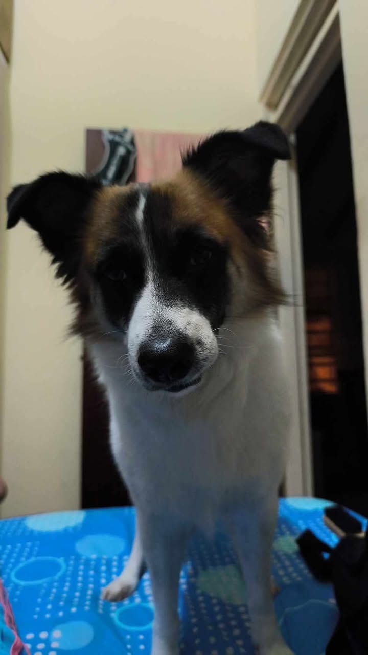 Perro Taison perdido en Tuluá 