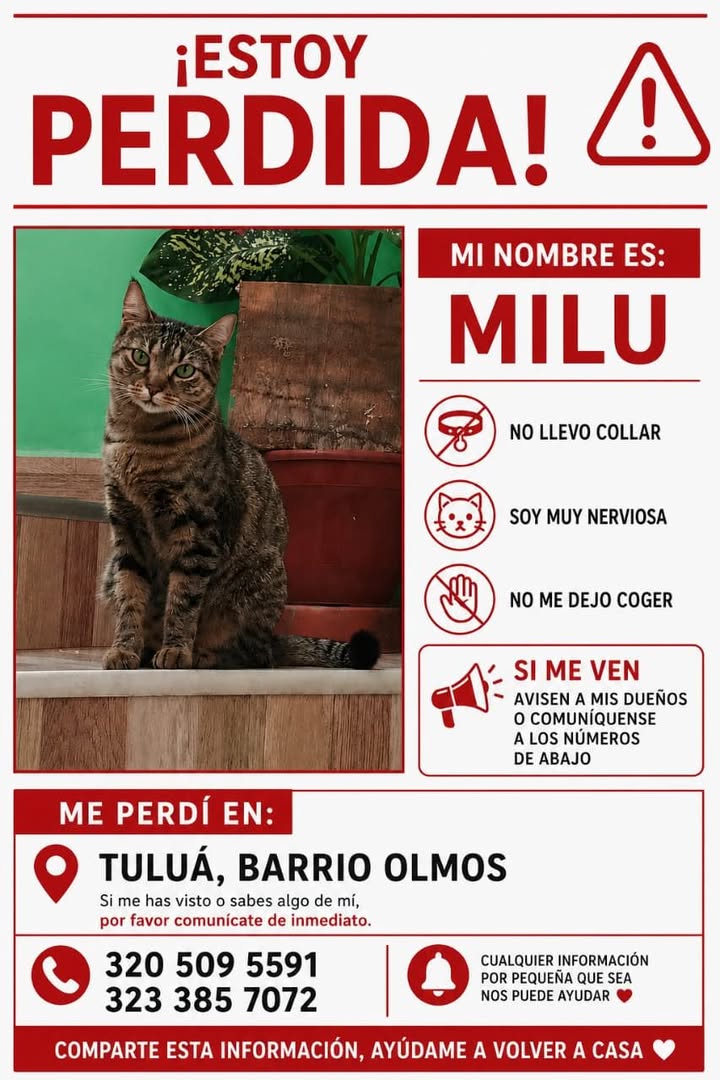 Gato perdido en Tuluá, Barrio Olmos 