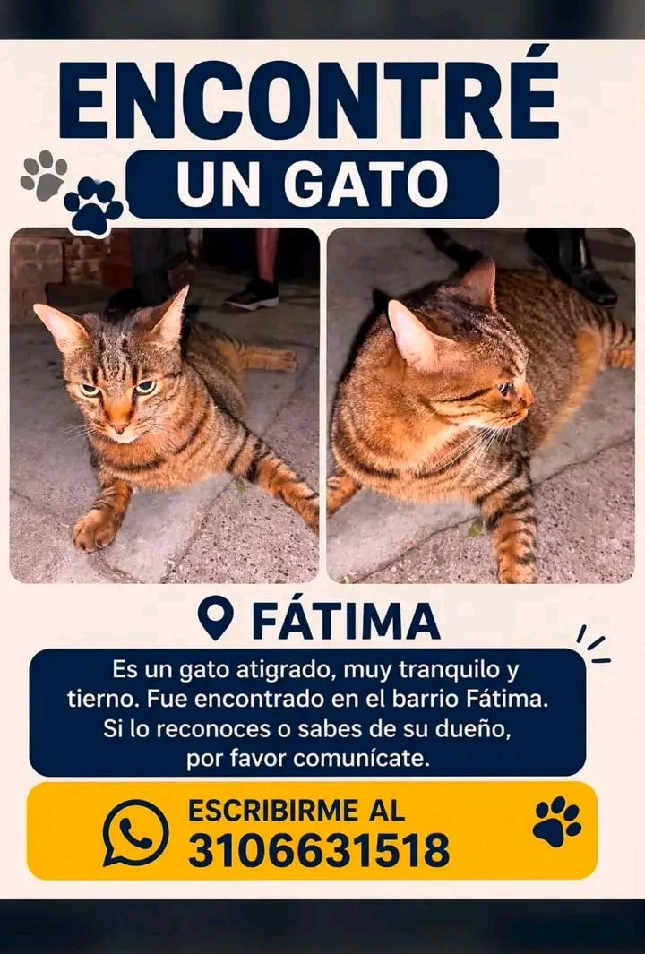 Encontré un gato en Fátima, Tuluá 