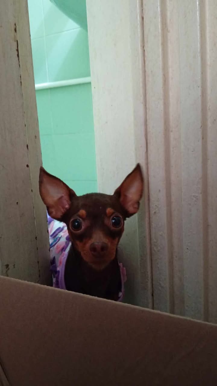Perra encontrada en Tuluá, Valle del Cauca 