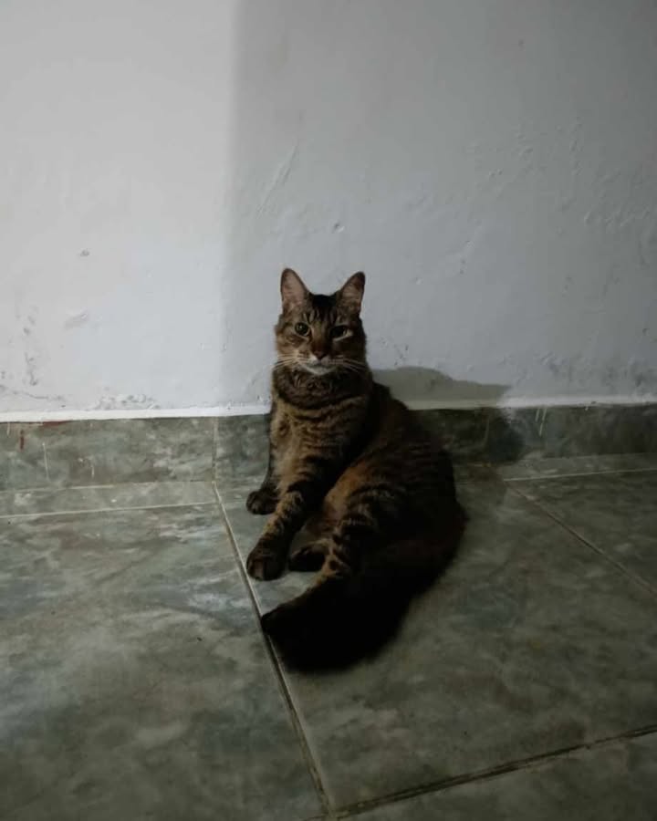 Gata perdida en La Virginia, Risaralda 