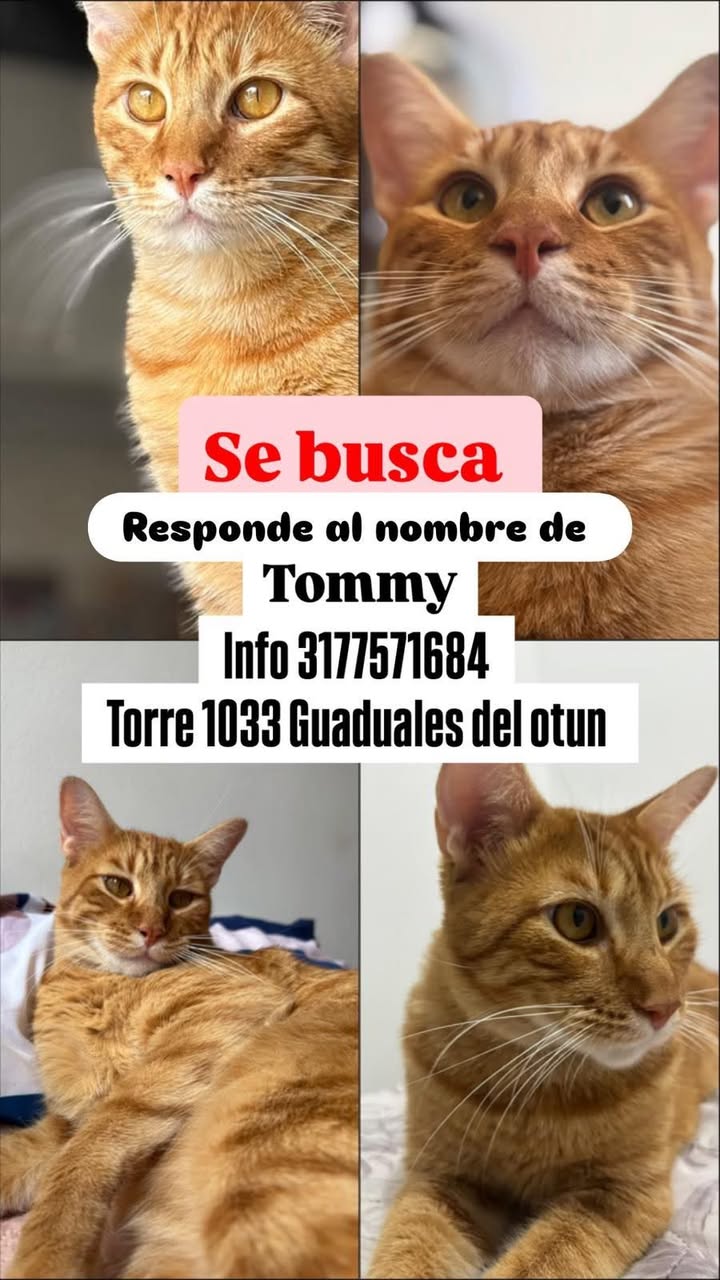 Gato Naranja Tommy se Busca en Pereira 