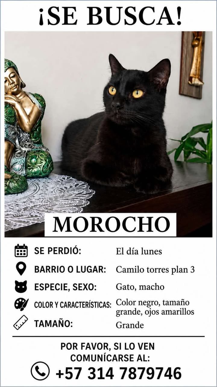Gato negro perdido en Pereira, Risaralda 