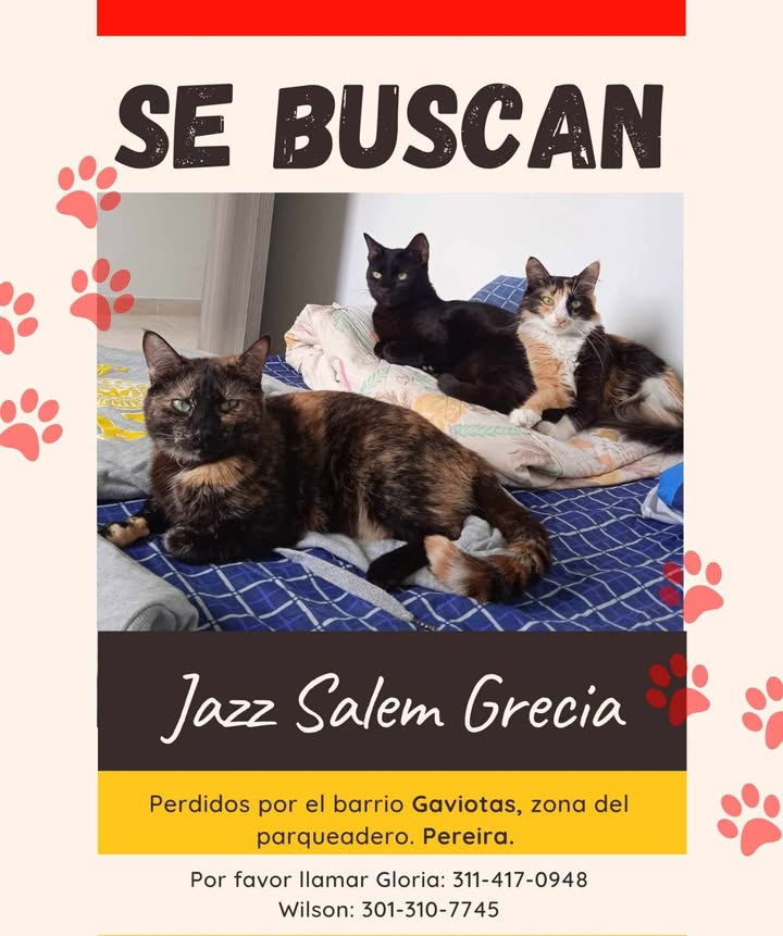 Gatos Perdidos en Pereira - Barrio Gaviotas 