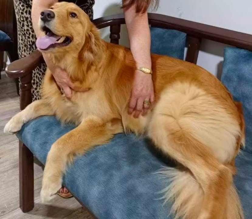 Perro Golden Retriever perdido en Sevilla Valle 