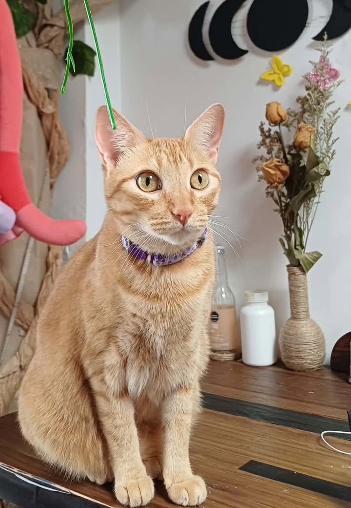 Gato perdido en Pereira, Risaralda 