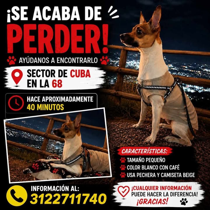 Perro perdido en Pereira 