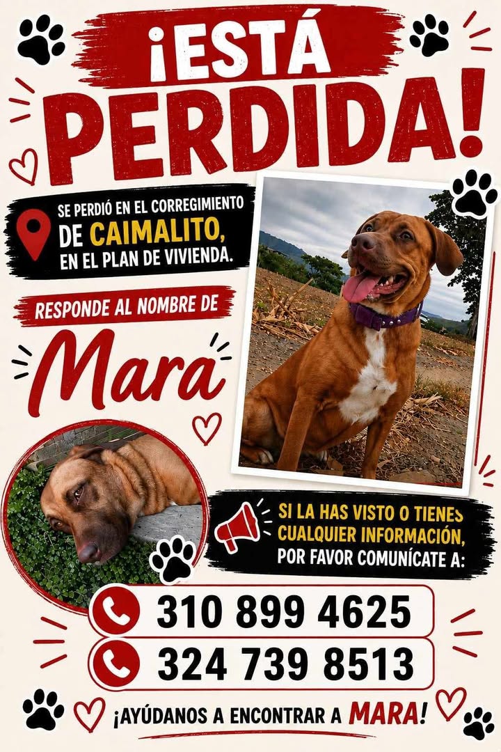 Perro Perdido en Pereira - Risaralda: Busca a Mara 