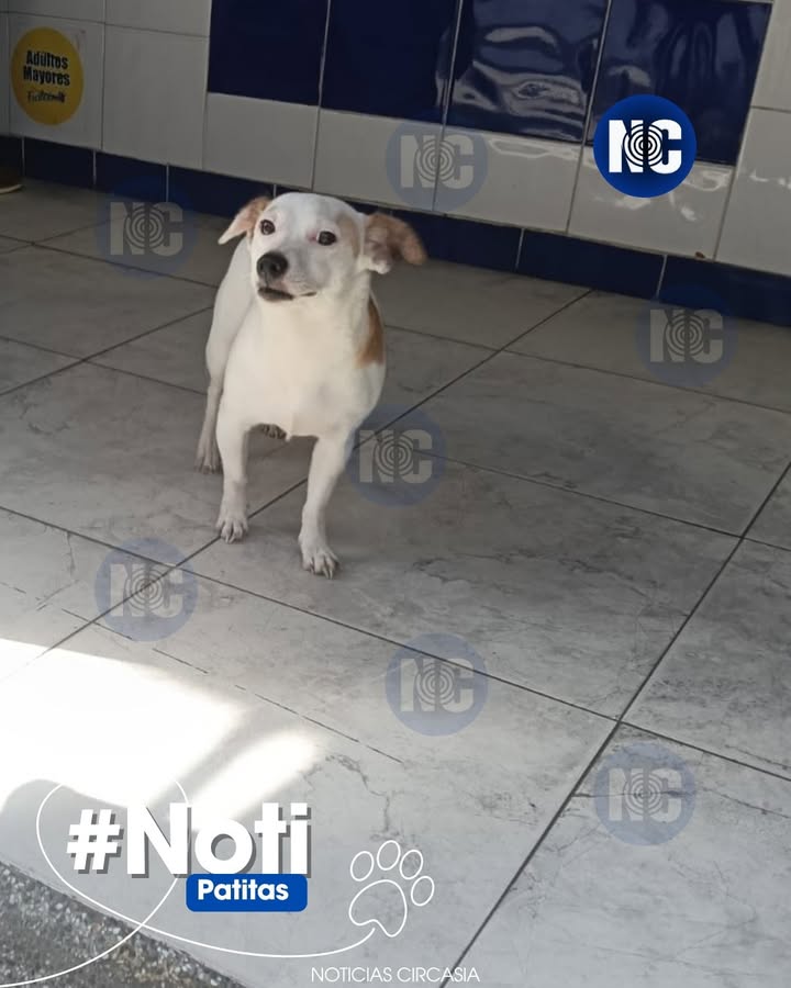 Perrita perdida y asustada en Circasia, Quindío 