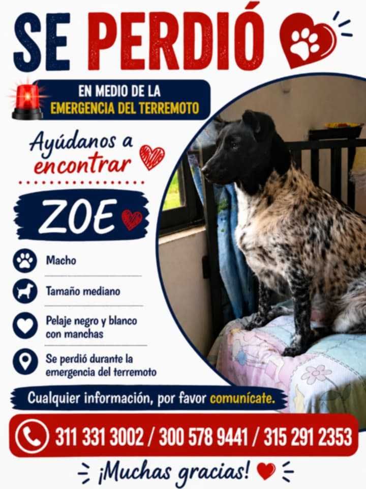 Se perdió Zoe en Pereira por emergencia del terremoto 