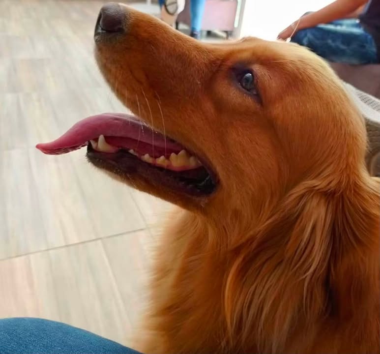 Perro Golden Retriever perdido en Sevilla Valle 