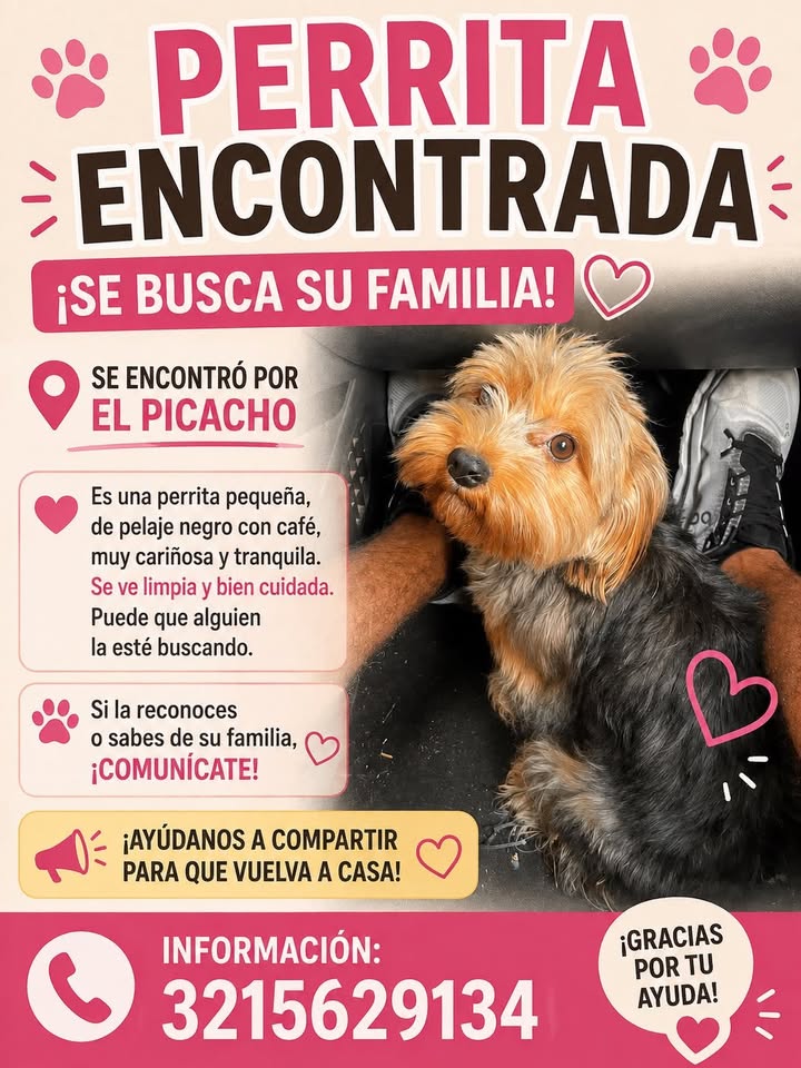 Perrita encontrada en Tuluá, Valle - ¡Se busca su familia! 
