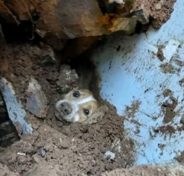 Perro rescatado de escombros en Cali 