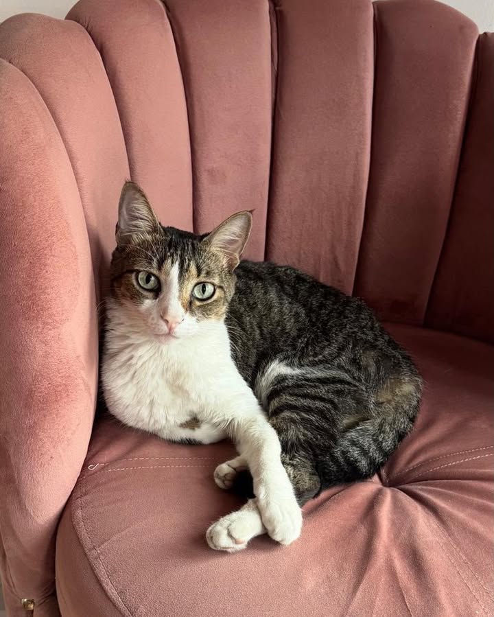 Gatita Tokio perdida en La Virginia, Risaralda 