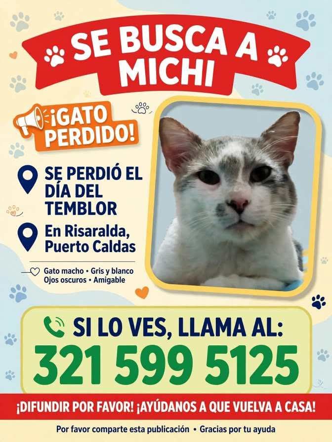 Gato perdido en Risaralda, Pereira 