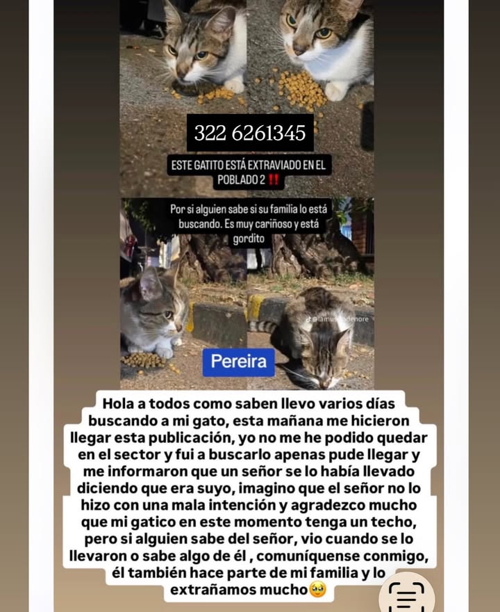 Gato perdido en Pereira, Risaralda 