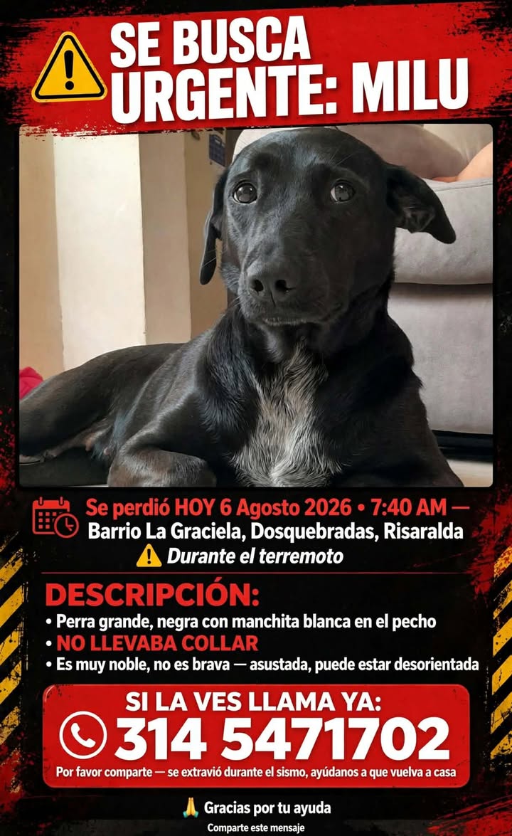 Perra perdida Milu en Pereira, Risaralda 