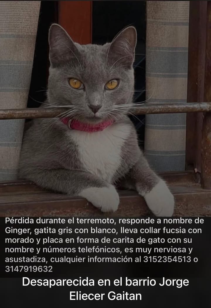 Gato perdido en Tuluá, Valle 