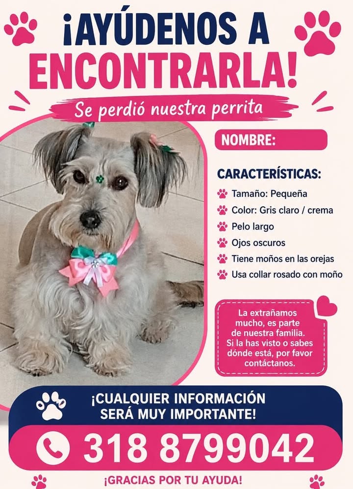 Perrita perdida en Tuluá 