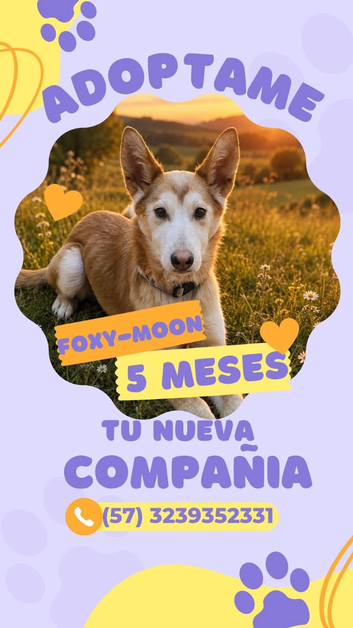 Adopta a Foxy-Moon, encantador compañero de 5 meses 