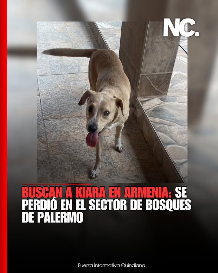 Buscan a Kiara, perrita perdida en Armenia, Quindío 