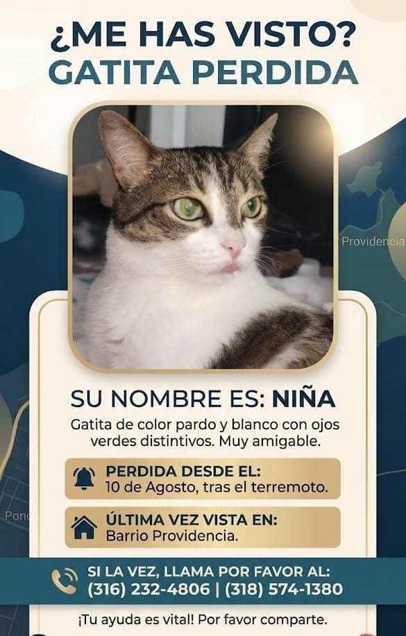 Gatita perdida en Pereira: Niña busca hogar 