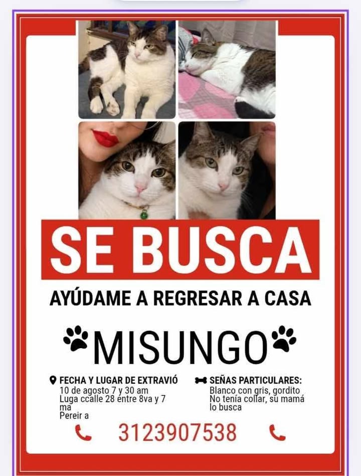 Gato perdido en Pereira 