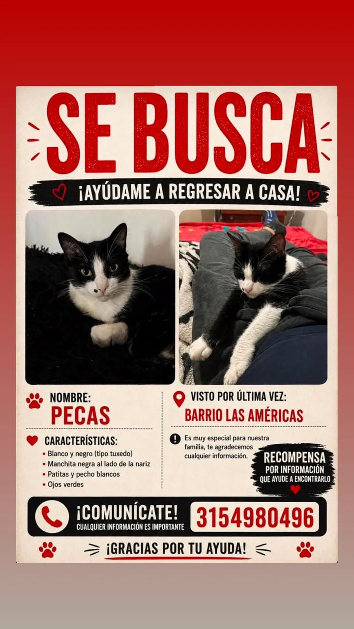 Gato Negro y Blanco Perdido en Manizales 