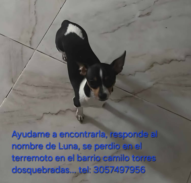 Perro perdido llamado Luna en Pereira 