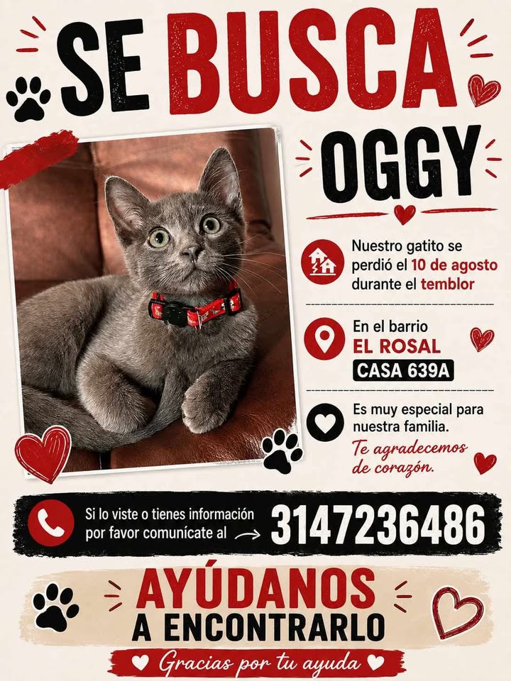 Gato perdido en Pereira: Ayuda para encontrar a Oggy 