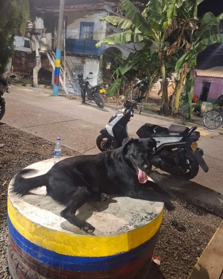 Perro Negro Perdido en La Virginia, Risaralda 