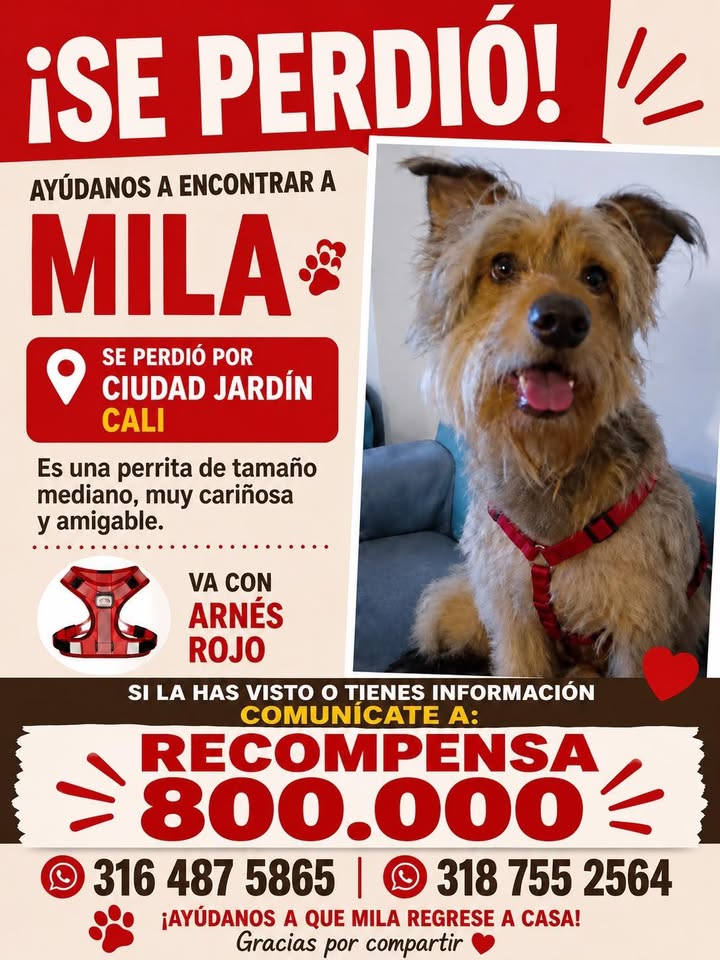 Perra Mila se perdió en Cali 