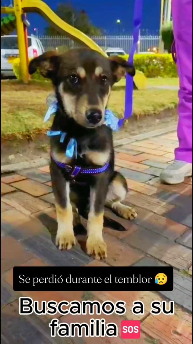 Cachorrito perdido en Bogotá durante el temblor 