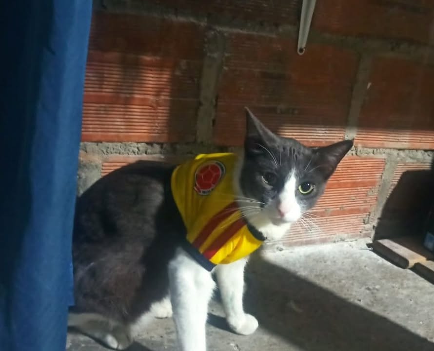 Grisito, gato de 1 año, perdido en Tuluá, Valle, Colombia 