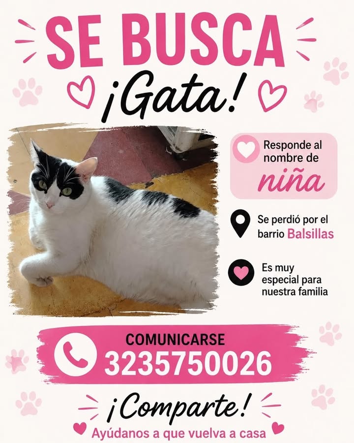 Gata perdida en el barrio Baluclas 