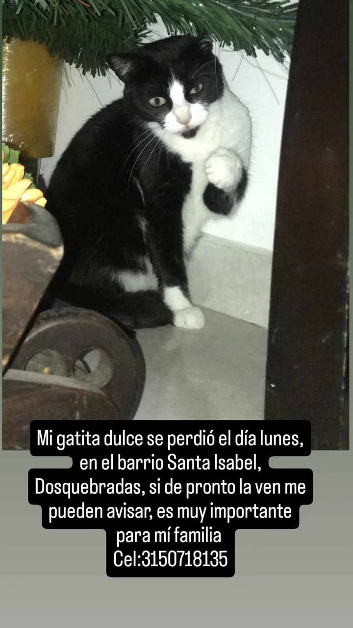 Gatita dulce perdida en el barrio Santa Isabel, Dosquebradas 
