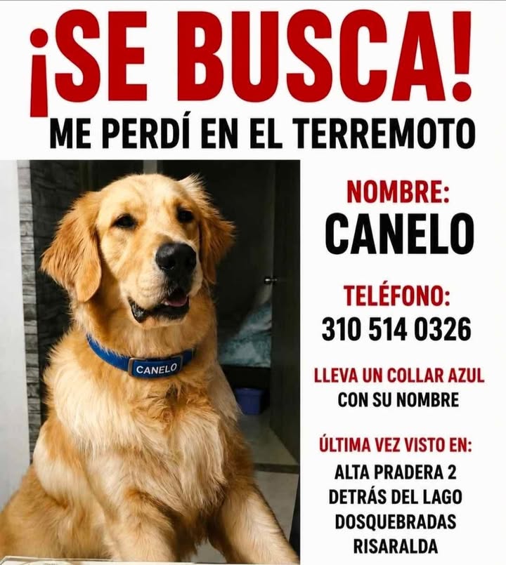 Se busca perro Canelo en Pereira, Risaralda 