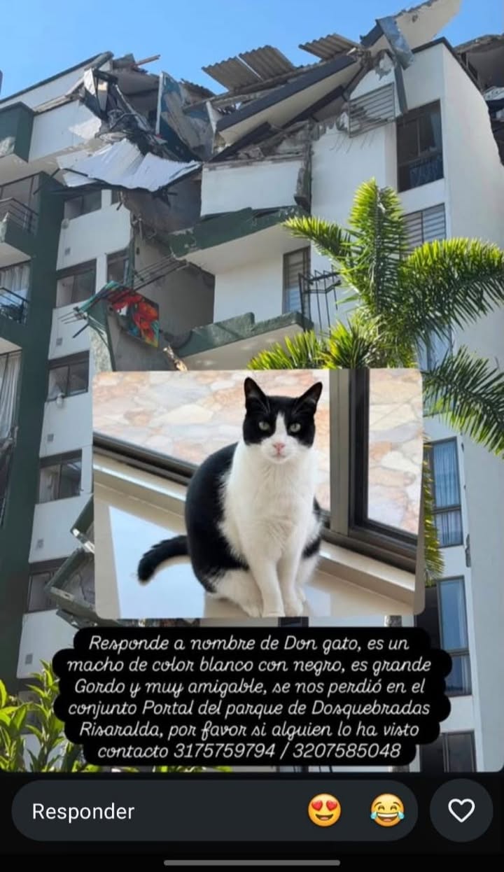 Gato Negro y Blanco Perdido en Pereira 