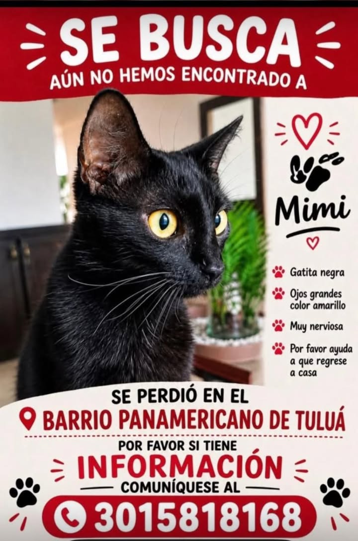 Gato negro perdido en Tuluá 