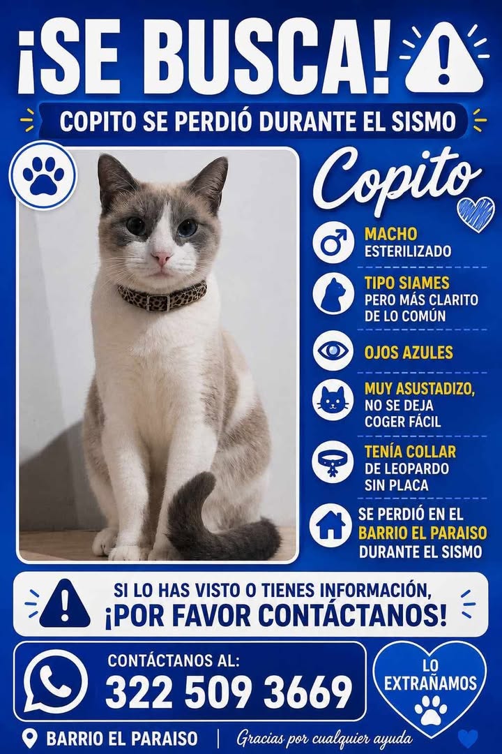 Gato Copito perdido en Tuluá durante el sismo 
