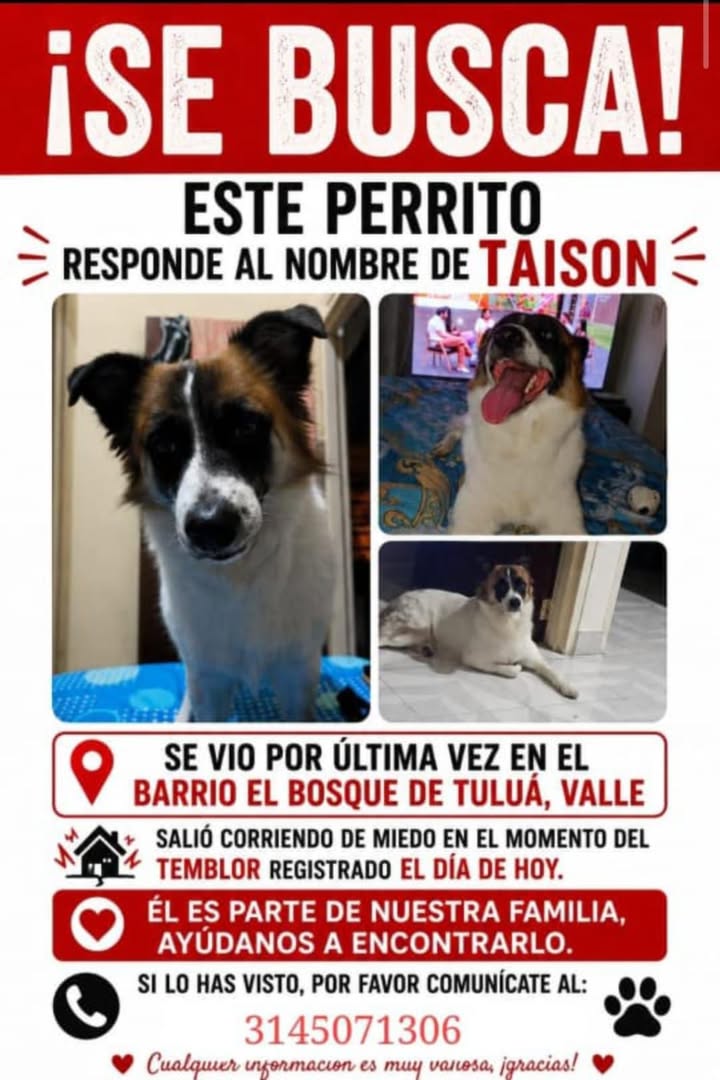 Perro perdido en Tuluá, Valle 