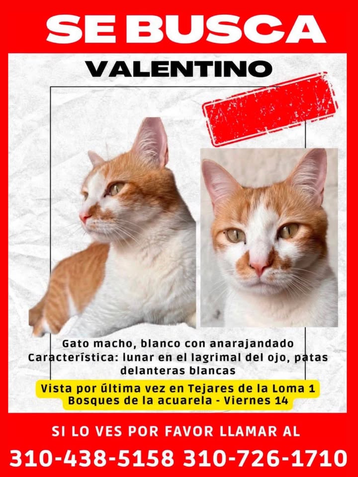 Gato Macho Perdido en Pereira 