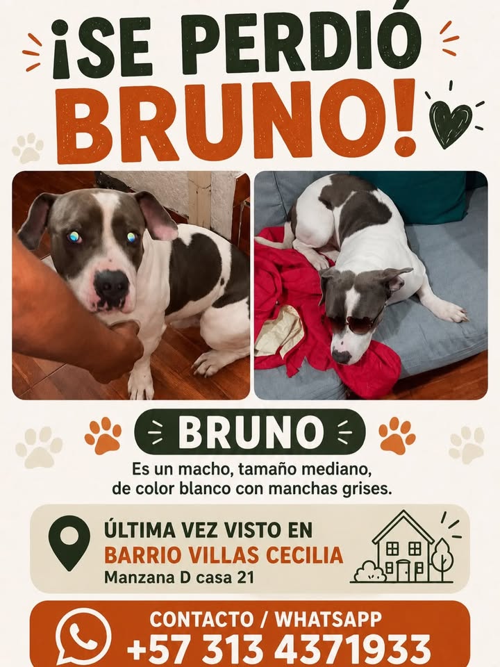 Se perdió Bruno en Pereira, Risaralda 