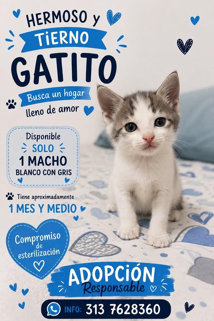 Gatito blanco con gris en adopción en Tuluá 