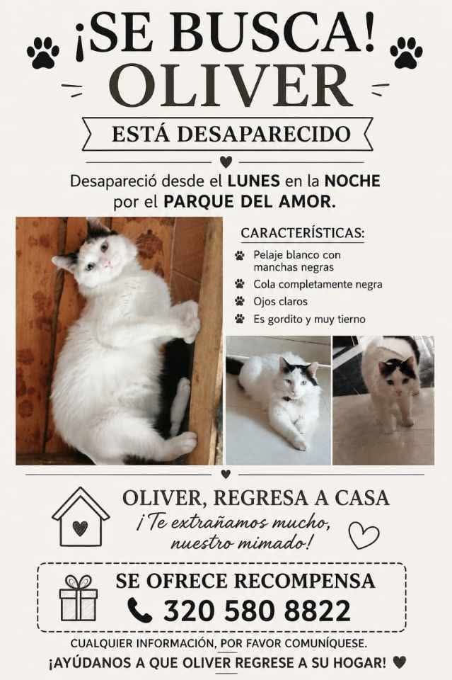 Gato Oliver desaparecido en Tuluá 
