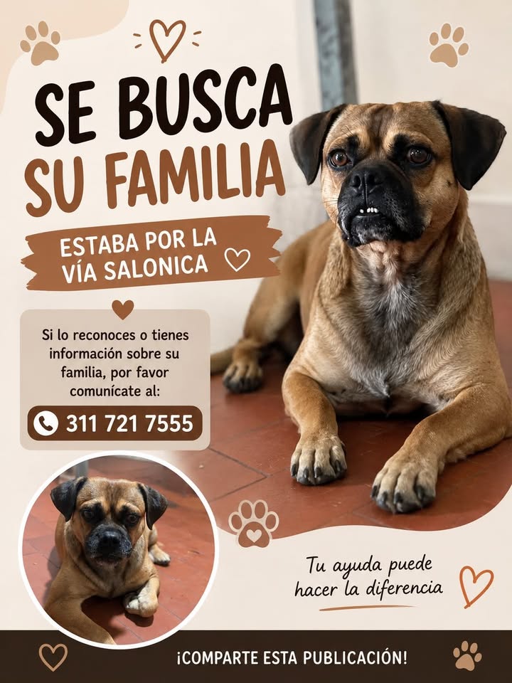 Se Busca Familia para Perro Encontrado en Tuluá 