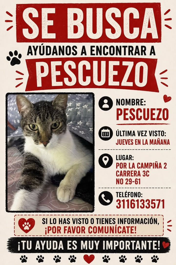 Gato Pescuezo perdido en Pereira 