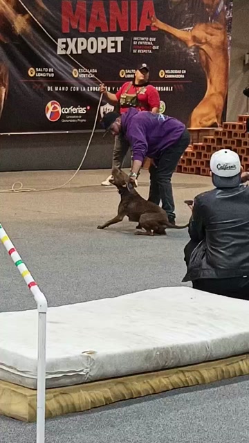 Perro perdido en Bogotá 